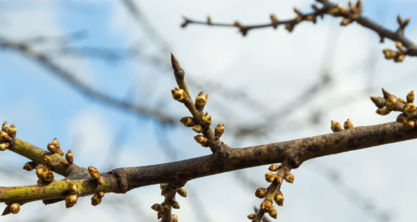Small green buds sit on a thin tree branch. In the background are white clouds and a blue sky.
